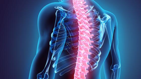 X-ray like image of the spine highlighted in pink from the back.